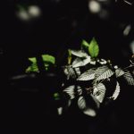 Dark, moody image showing light on ivy leaves in Boone, North Carolina