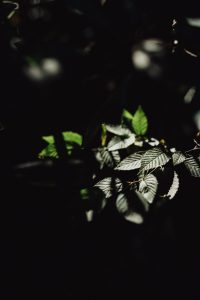 Dark, moody image showing light on ivy leaves in Boone, North Carolina