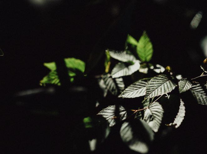 Dark, moody image showing light on ivy leaves in Boone, North Carolina