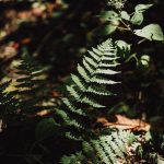 Fern with leaves in a "stair" pattern, highlighted by the direct sunlight.
