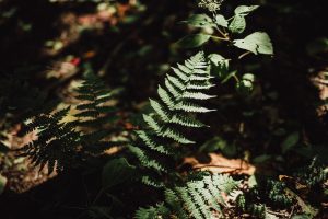 Fern with leaves in a "stair" pattern, highlighted by the direct sunlight.
