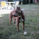 Gorgeous pit bull looks to the side, not playing fetch.