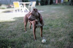 Gorgeous pit bull looks to the side, not playing fetch.
