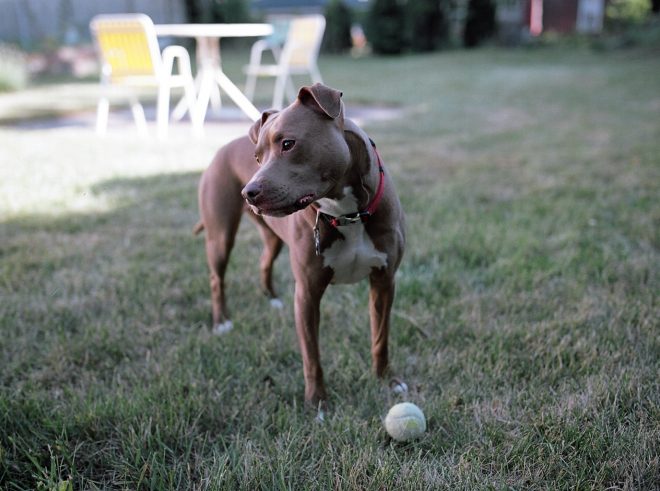 Gorgeous pit bull looks to the side, not playing fetch.