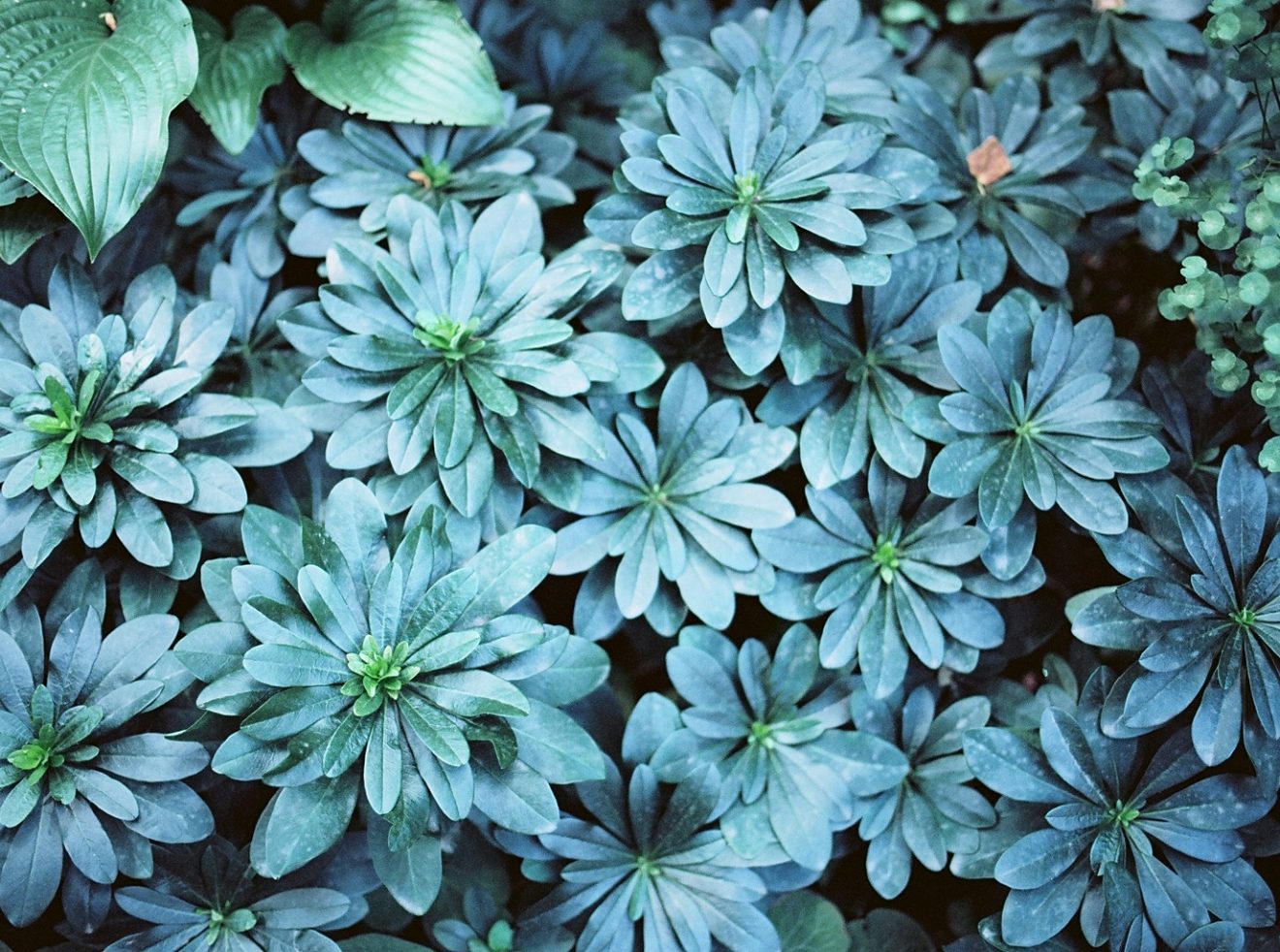 Plants growing in the Isabella Stewart Gardner Museum in Boston, Massachusetts