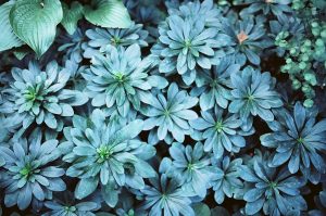 Plants growing in the Isabella Stewart Gardner Museum in Boston, Massachusetts