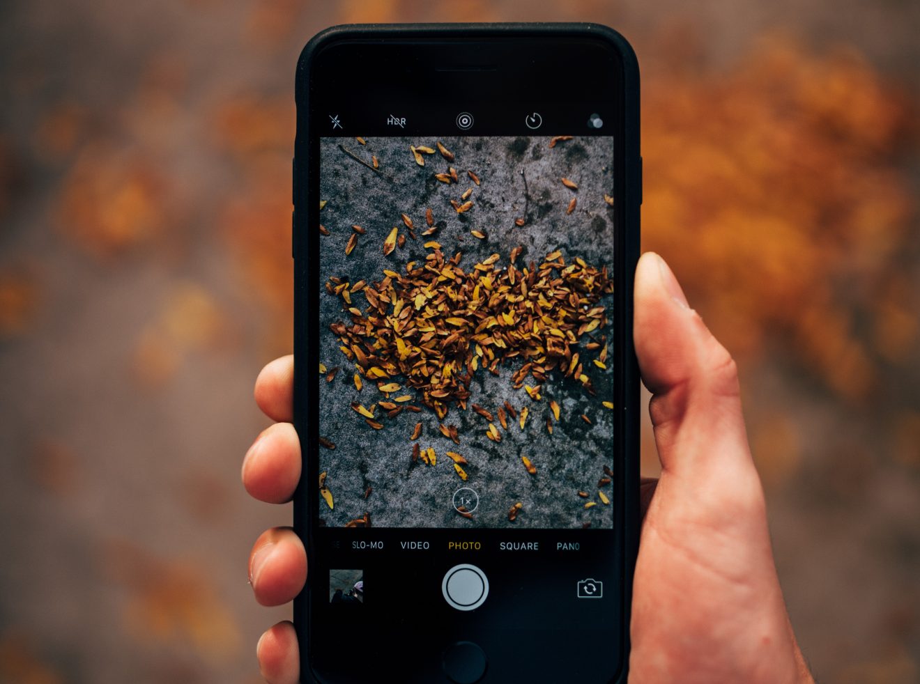 Masculine hand holds a large iPhone showing a pile of autumn leaves in the viewfinder.