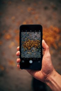 Masculine hand holds a large iPhone showing a pile of autumn leaves in the viewfinder.