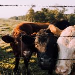Curious cows investigate the camera lens, smelling it through the barbed wire fence.