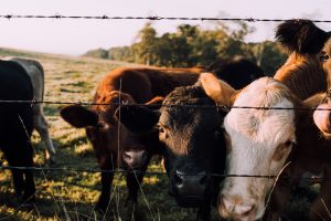 Curious cows investigate the camera lens, smelling it through the barbed wire fence.
