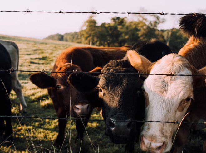 Curious cows investigate the camera lens, smelling it through the barbed wire fence.