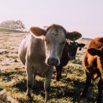 White cow is bathed in morning sunlight and looks directly into the camera.