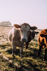 White cow is bathed in morning sunlight and looks directly into the camera.