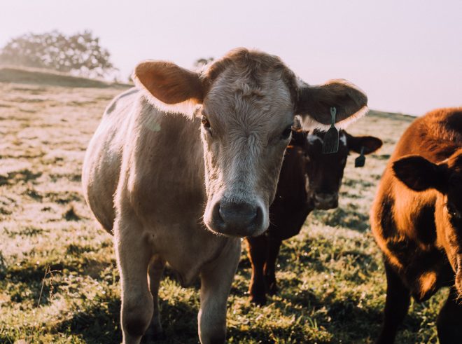 White cow is bathed in morning sunlight and looks directly into the camera.