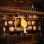 A singing bird in its cage at the Isabella Stewart Gardner Museum