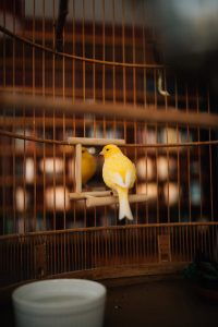 A singing bird in its cage at the Isabella Stewart Gardner Museum