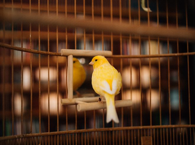 A singing bird in its cage at the Isabella Stewart Gardner Museum