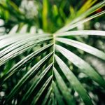 Beautiful detail in the leaves of a plant in the ISGM