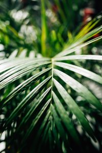 Beautiful detail in the leaves of a plant in the ISGM
