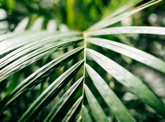 Beautiful detail in the leaves of a plant in the ISGM