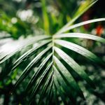 Beautiful detail in the leaves of a plant at the ISGM