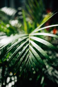 Beautiful detail in the leaves of a plant at the ISGM
