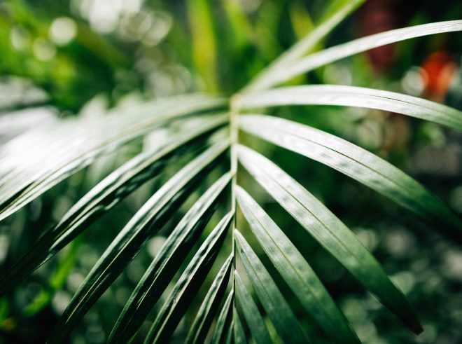 Beautiful detail in the leaves of a plant at the ISGM