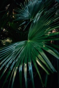 Dark and moody shot of a plant at the ISGM