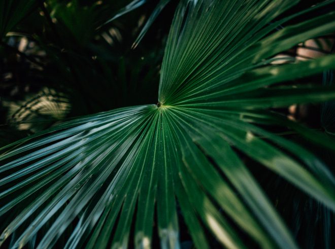 Dark and moody shot of a plant at the ISGM