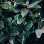 Leathery leaves on a plant at the ISGM