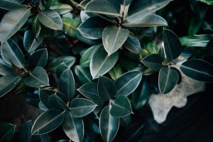 Leathery leaves on a plant at the ISGM