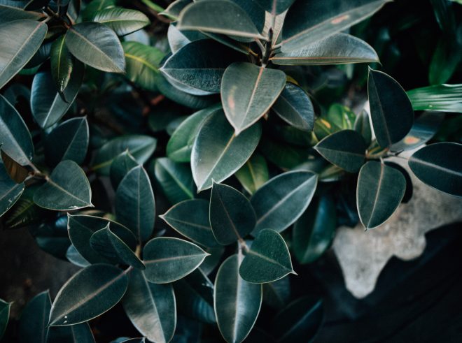 Leathery leaves on a plant at the ISGM