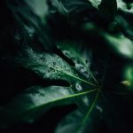 Raindrops rest atop shapely green leaves at Sarah P. Duke Gardens in Durham.