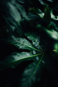 Raindrops rest atop shapely green leaves at Sarah P. Duke Gardens in Durham.