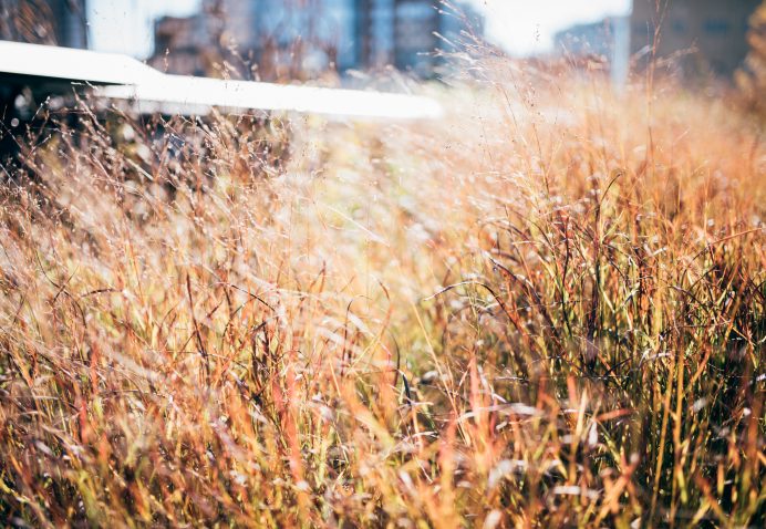 Grass on the New York City High Line