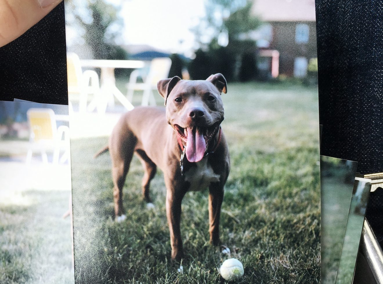 Holding a print of a cute pit bull with tongue out, waiting to play catch.