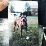 Holding a print of a cute pit bull with tongue out, waiting to play catch.