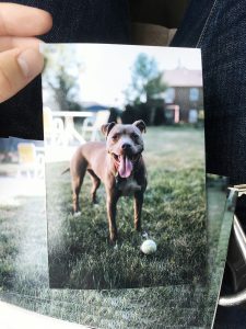 Holding a print of a cute pit bull with tongue out, waiting to play catch.
